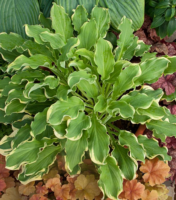 Hosta hybrid Shadowland® Shadowland® 'Wheee!'