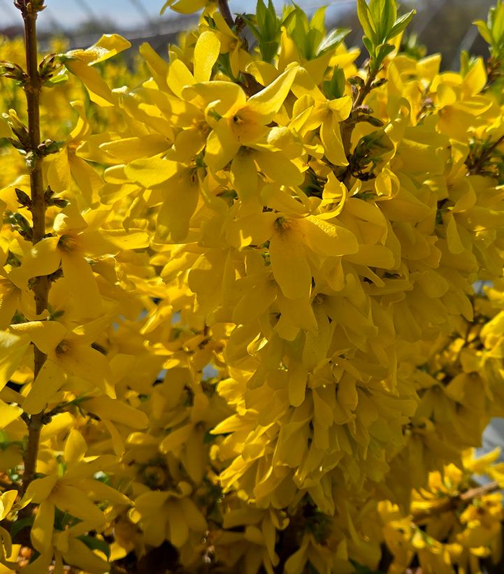 Forsythia x Show Off® Starlet