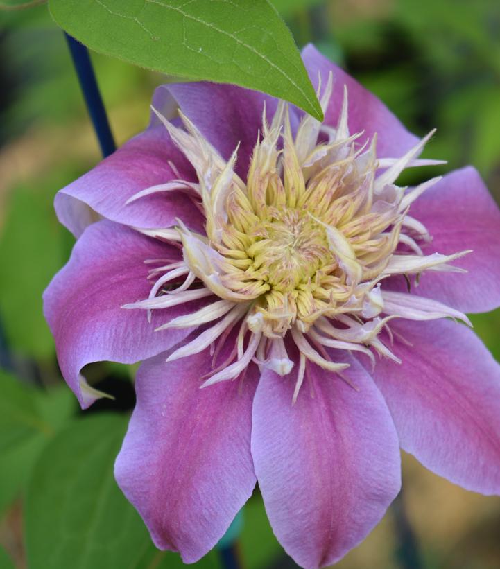 Clematis Josephine™