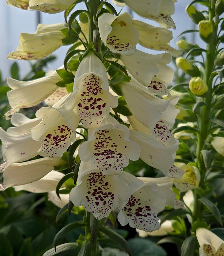 Digitalis purpurea 'Dalmation Crème'