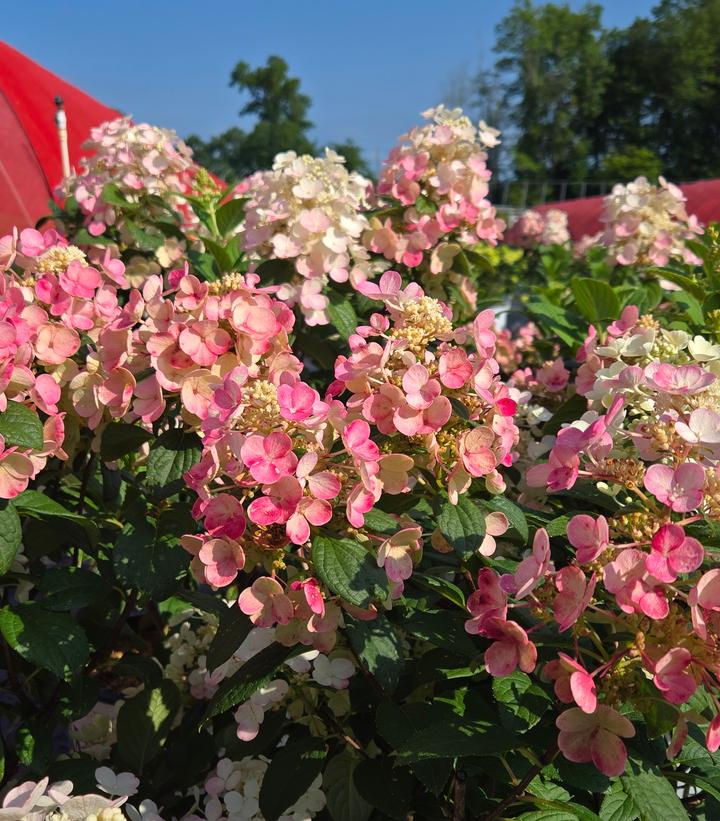 Hydrangea pan. Little Quick Fire®