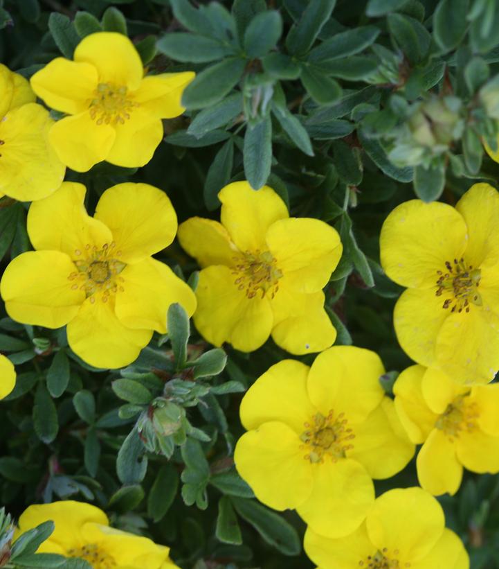 Potentilla fruticosa Happy Face®