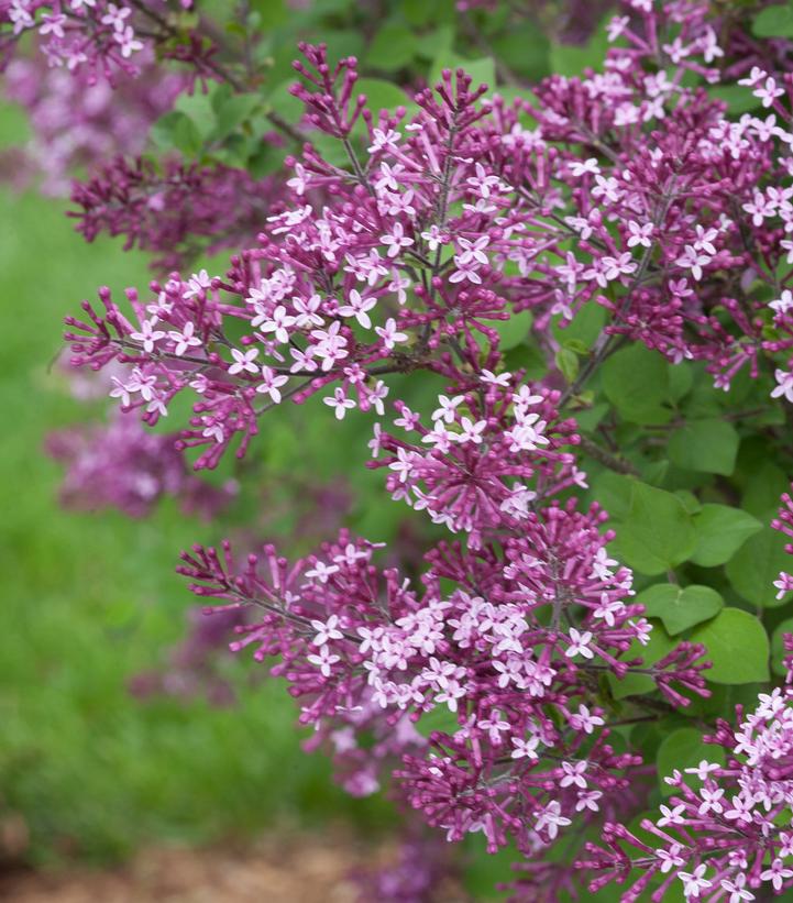 Syringa x Bloomerang® Bloomerang® Dark Purple
