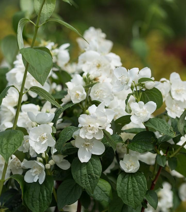 Philadelphus Snow White™