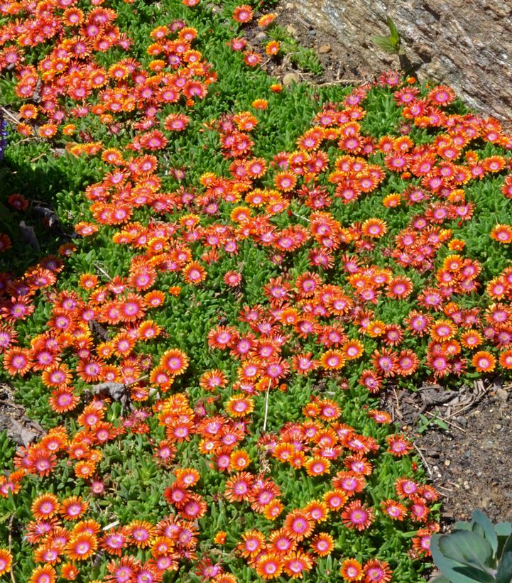 Delosperma Fire Spinner