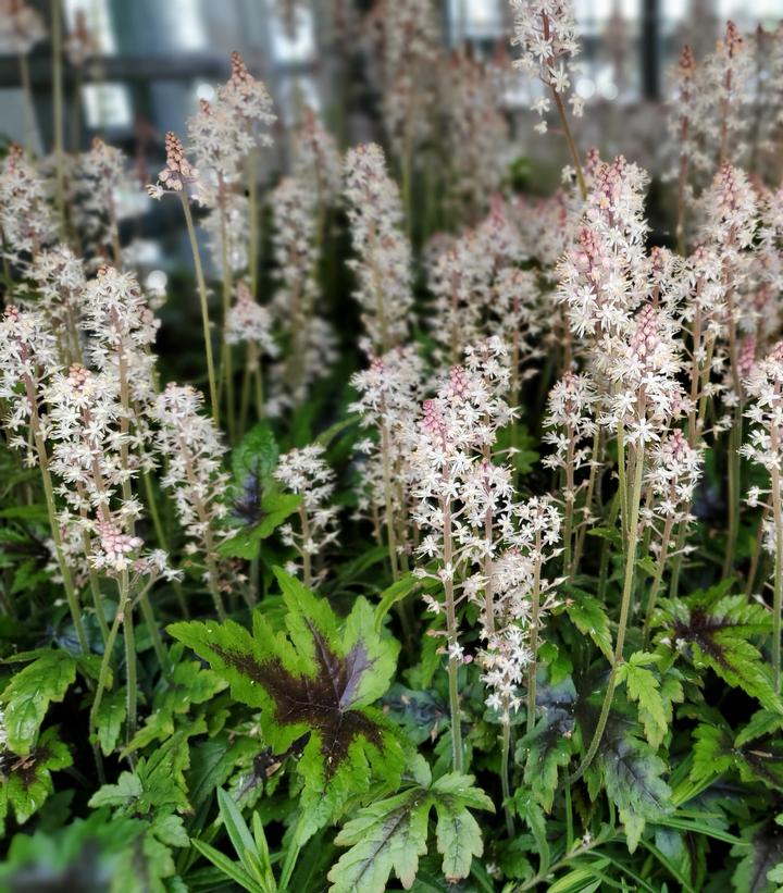 Tiarella x 'Sugar & Spice'