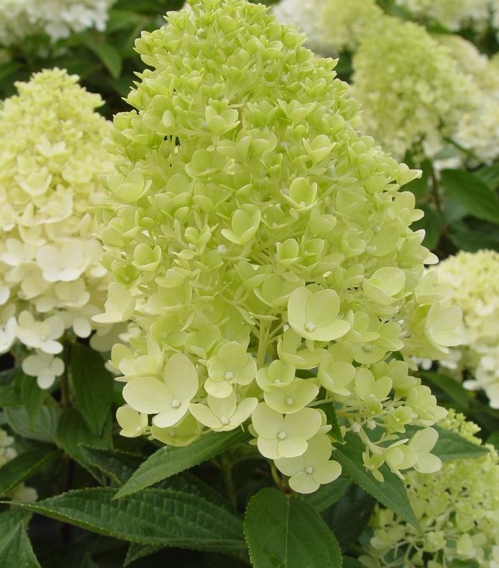 Hydrangea pan. Sweet Summer