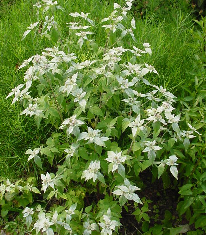 Pycnanthemum muticum