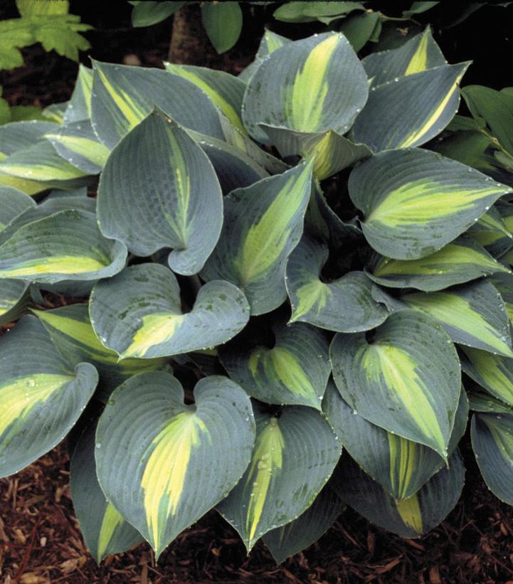 Hosta x 'Touch of Class'