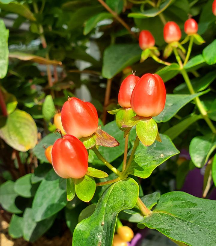 Hypericum inodorum Red Fame