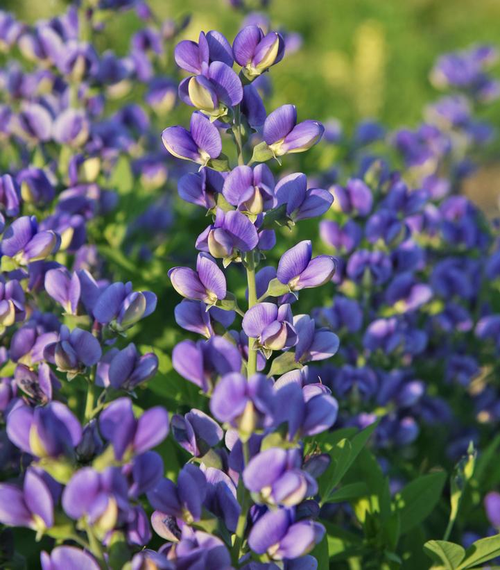 Baptisia hybrid Decadence® Decadence® Blueberry Sundae