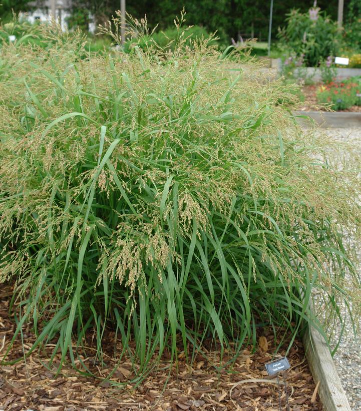 Panicum virgatum Cape Breeze
