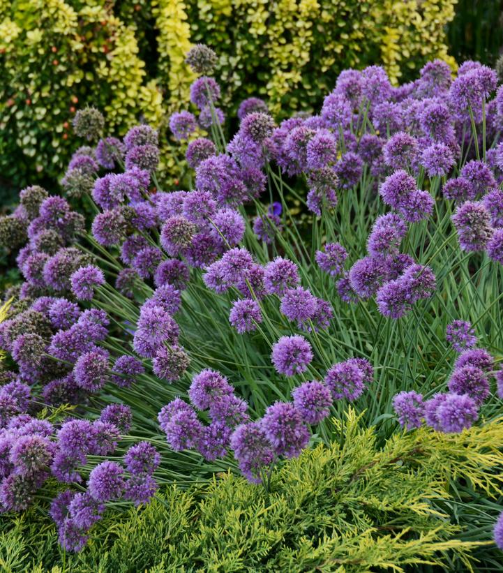 Allium 'Medusa'