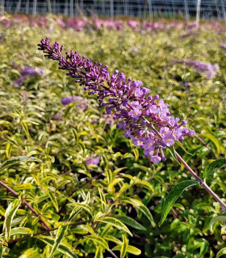 Buddleia Summer Skies