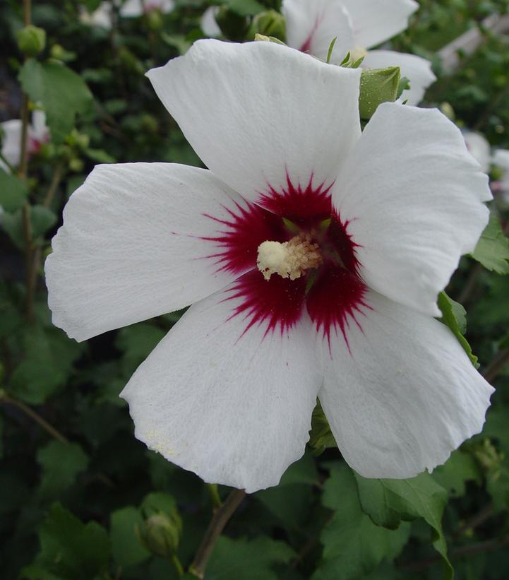 Hibiscus syriacus Red Heart
