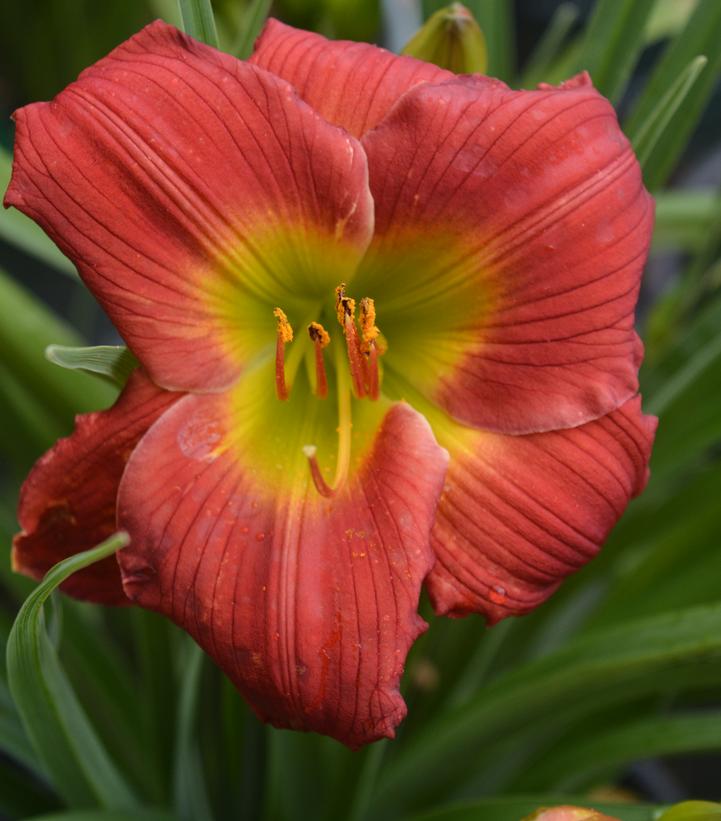 Hemerocallis Red Hot Returns
