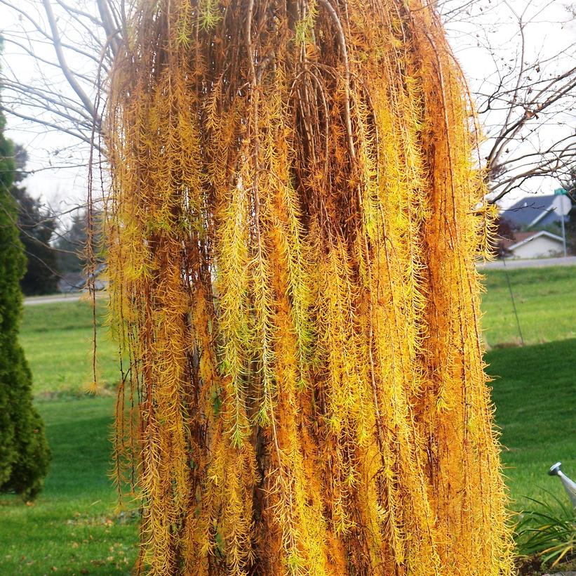 Larix decidua Pendula
