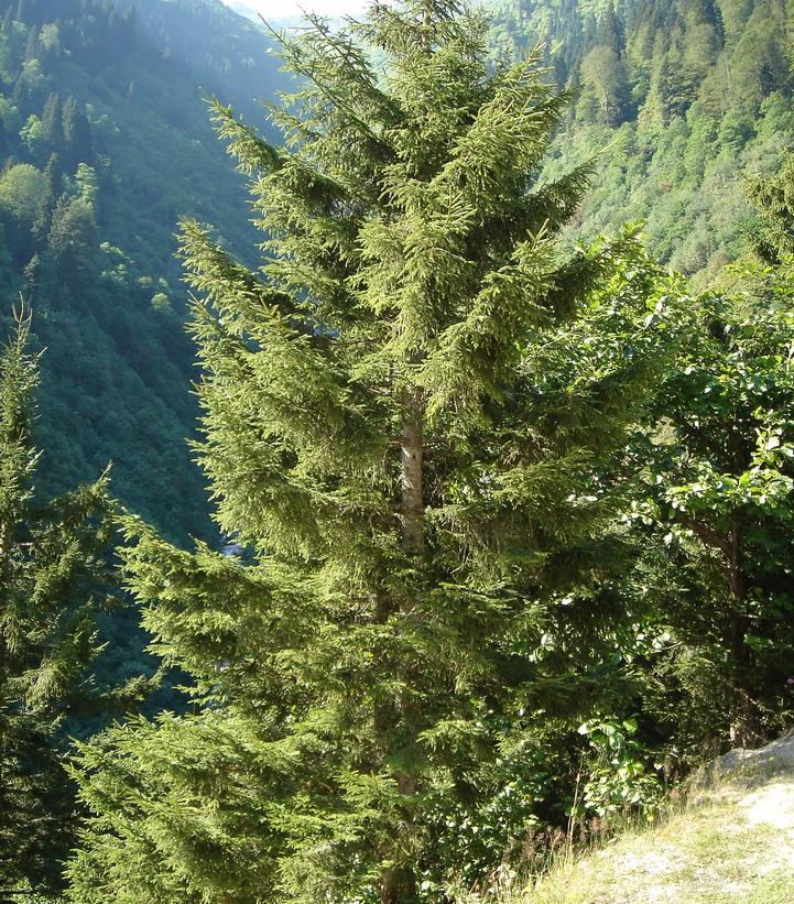 Picea orientalis