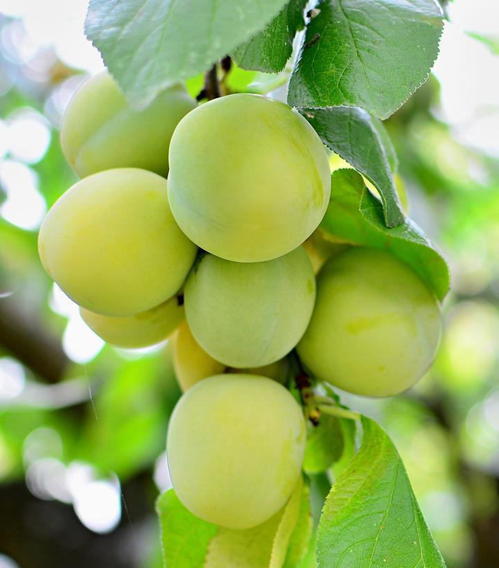Prunus x domestica 'Green Gage'