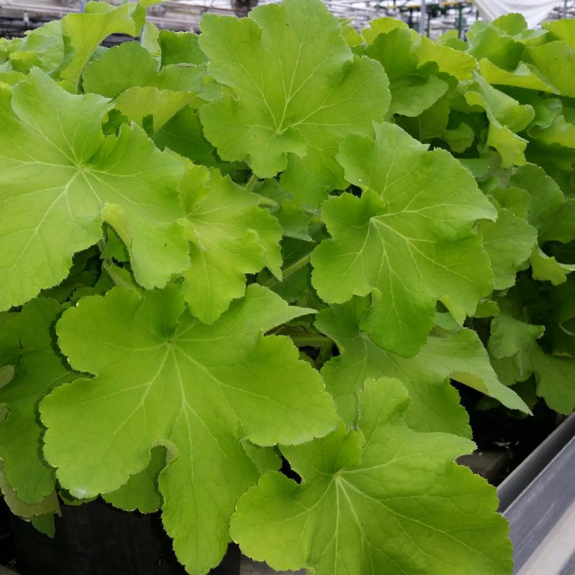 Heuchera hybrida 'Guacamole'