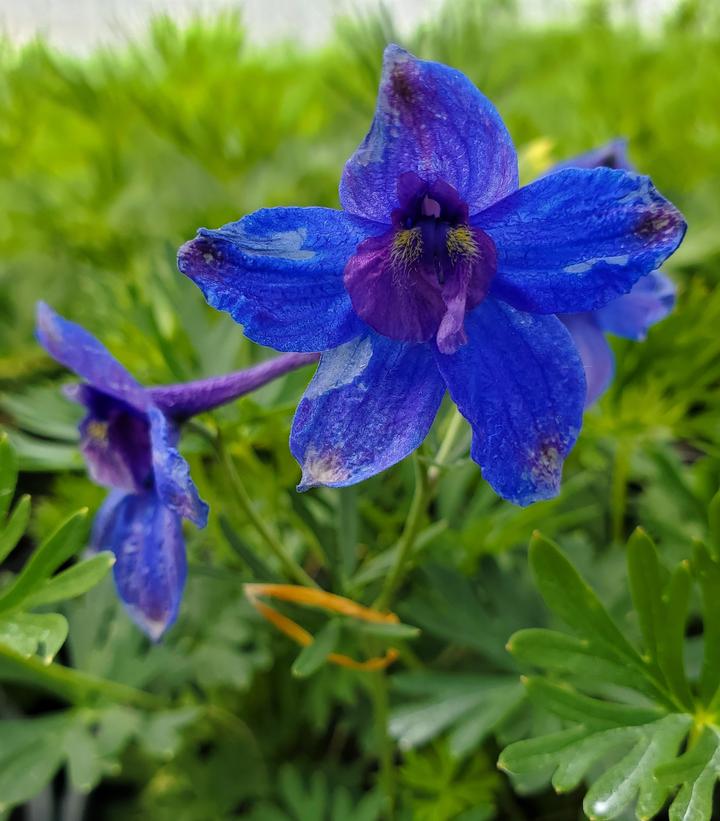 Delphinium grandiflorum 'Blue Butterfly'