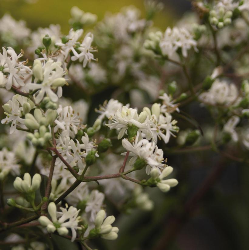 Heptacodium miconioides