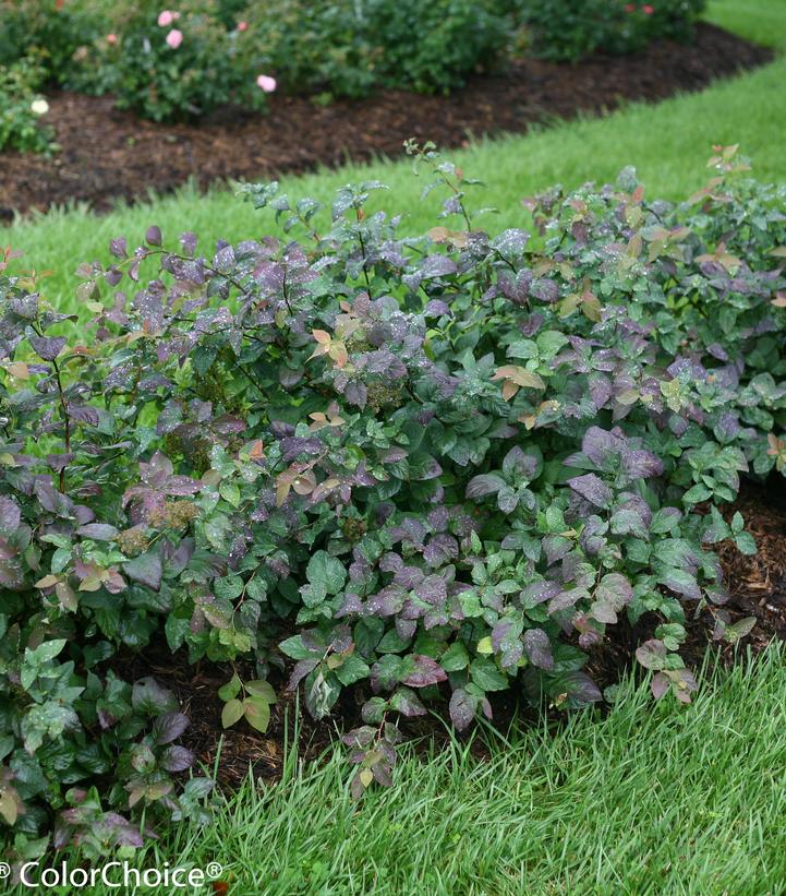 Spiraea media Double Play® Double Play® Blue Kazoo®