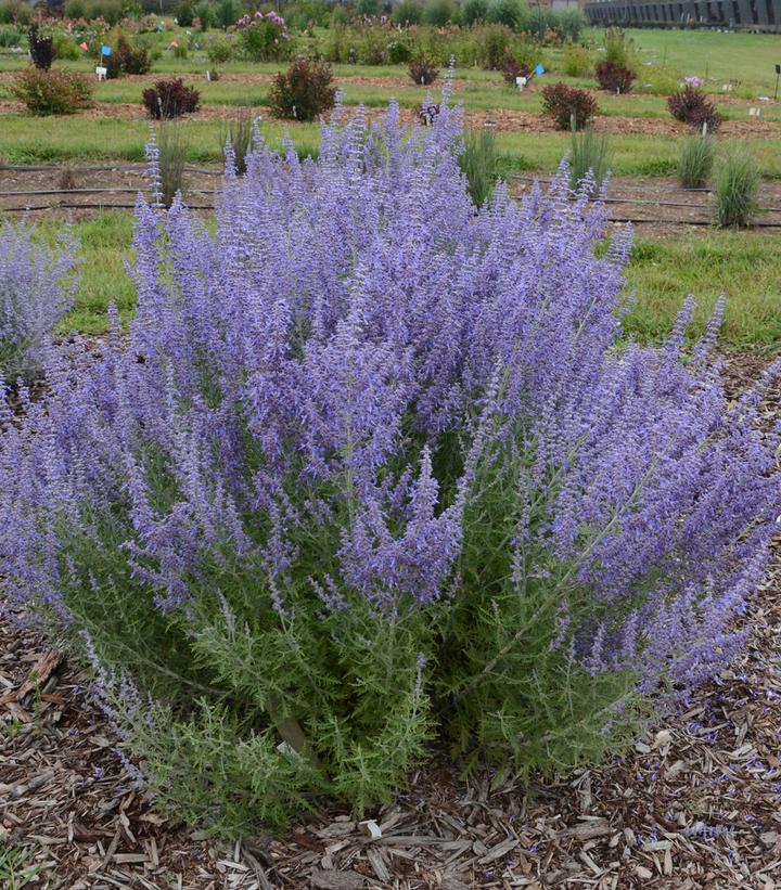 Perovskia atriplicifolia Denim 'n Lace