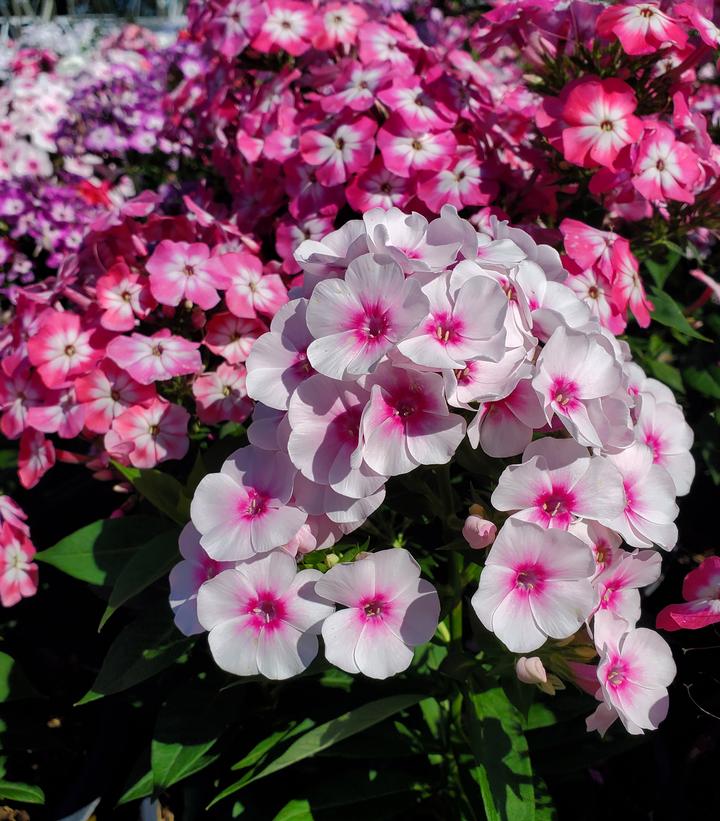 Phlox Volcano® Volcano® Medley