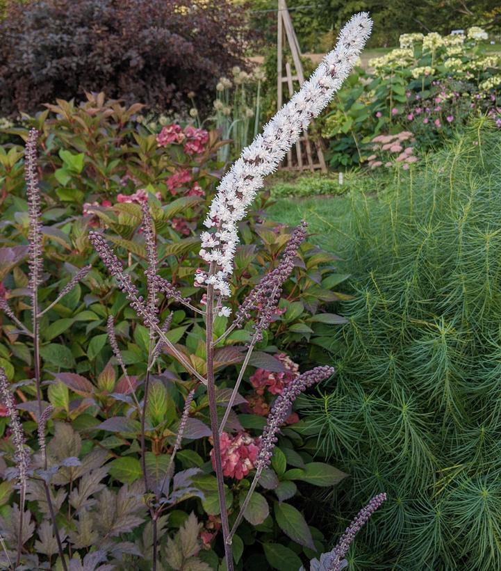 Actaea racemosa 'Brunette'