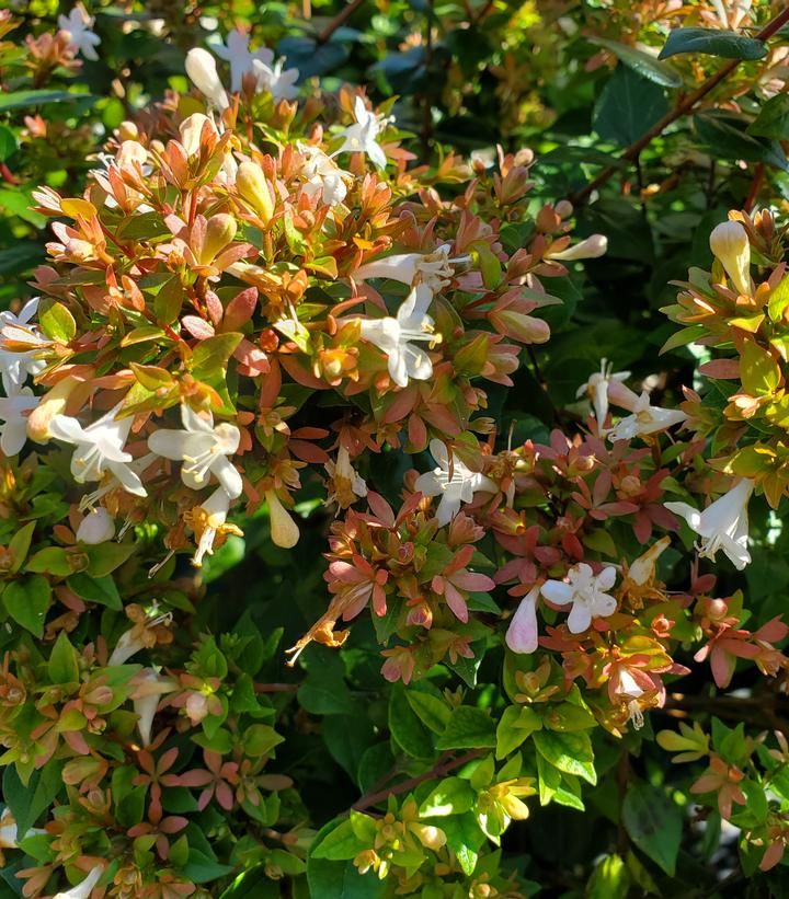 Abelia x grandiflora 'Rose Creek'