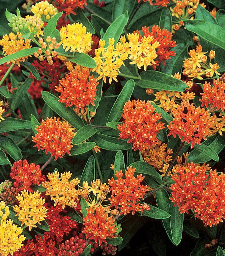 Asclepias tuberosa Gay Butterflies