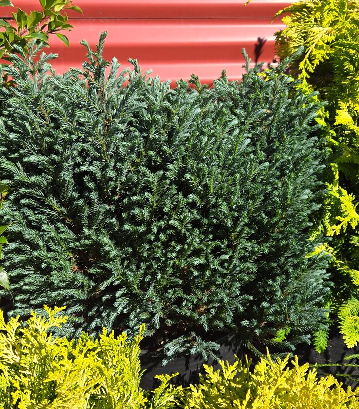 Chamaecyparis pisifera 'Blue Moon'