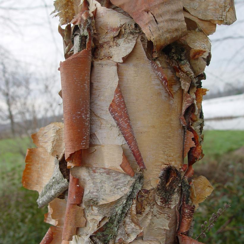 Betula nigra 