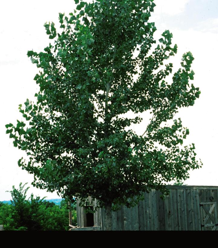 Populus tremuloides