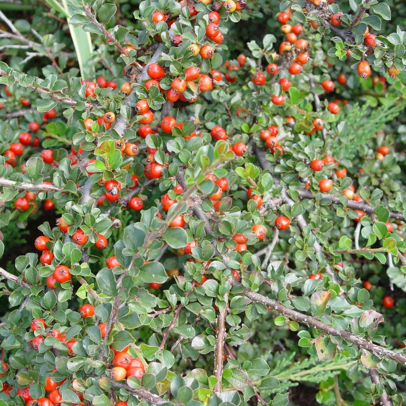 Cotoneaster apiculatus