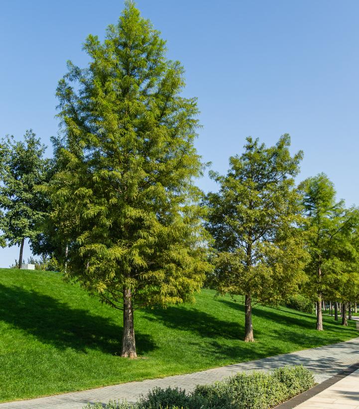 Taxodium distichum