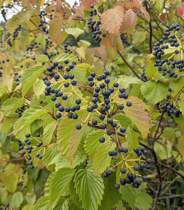 Viburnum dentatum