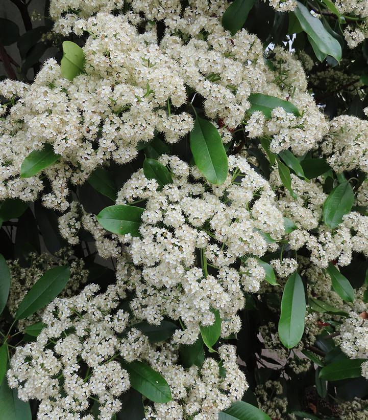 Viburnum lentago