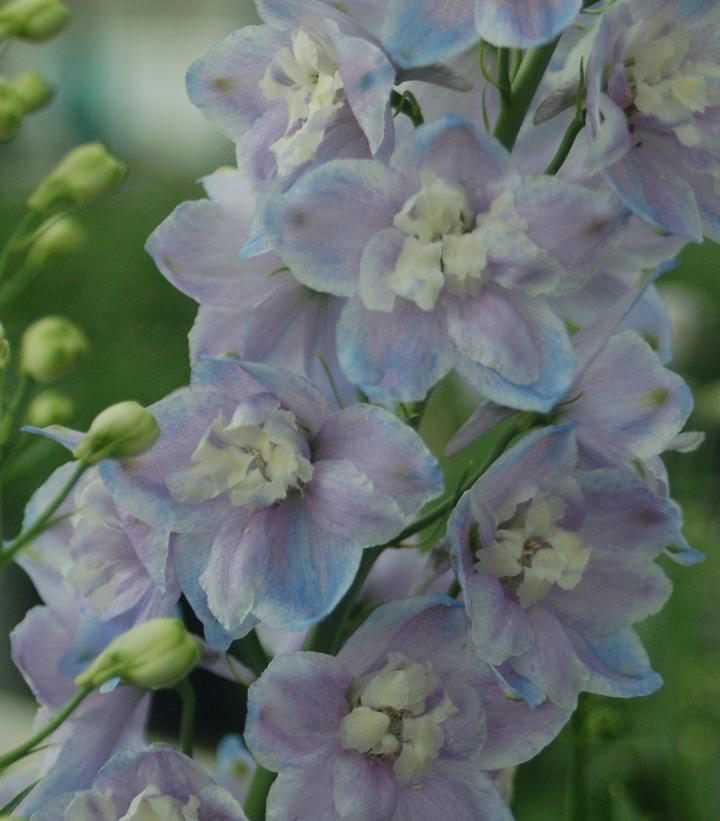Delphinium elatum 'Guardian Lavender'