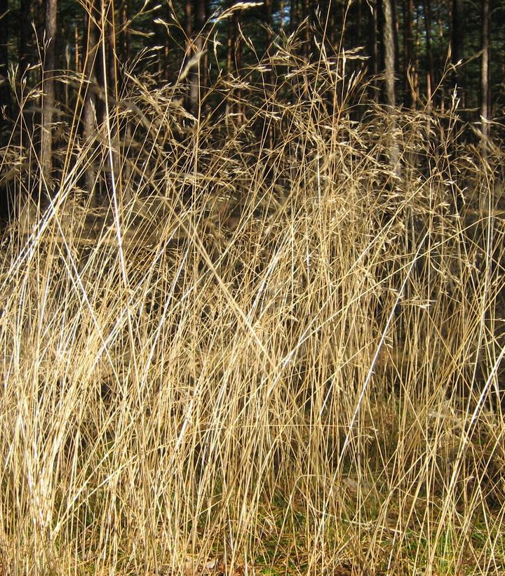Deschampsia flexuosa