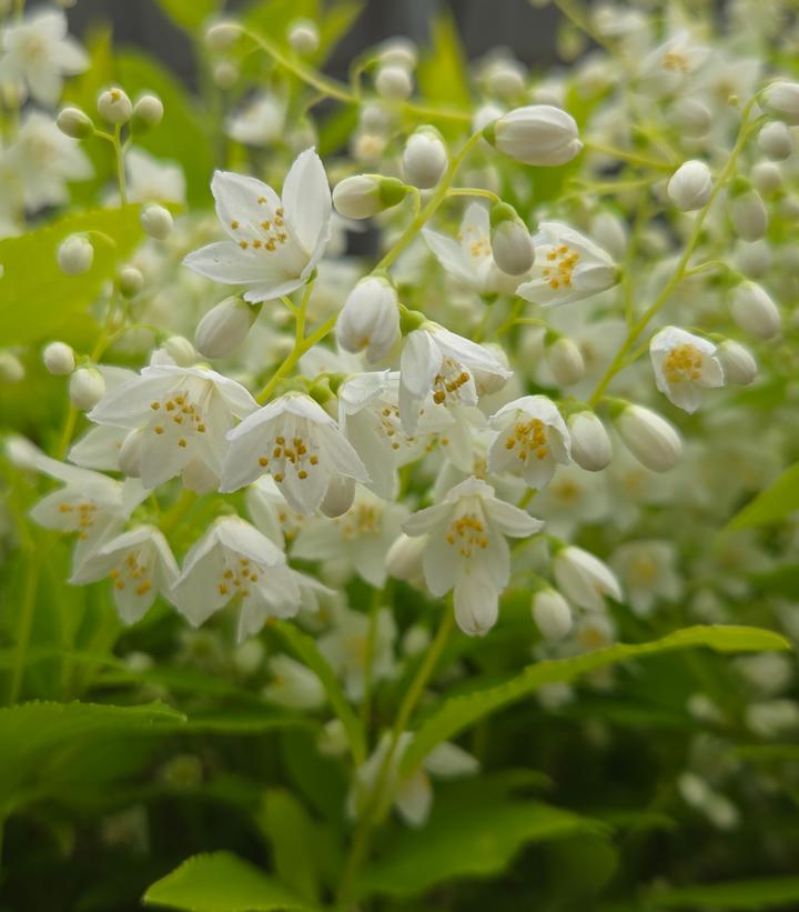Deutzia gracilis Chardonnay Pearls®