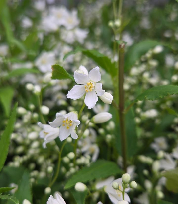 Deutzia gracilis Nikko