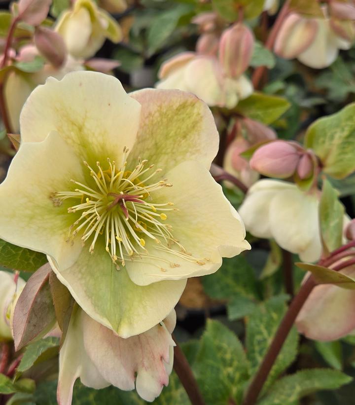 Helleborus Frostkiss® Molly's White