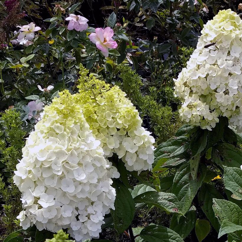 Hydrangea paniculata Moonrock®