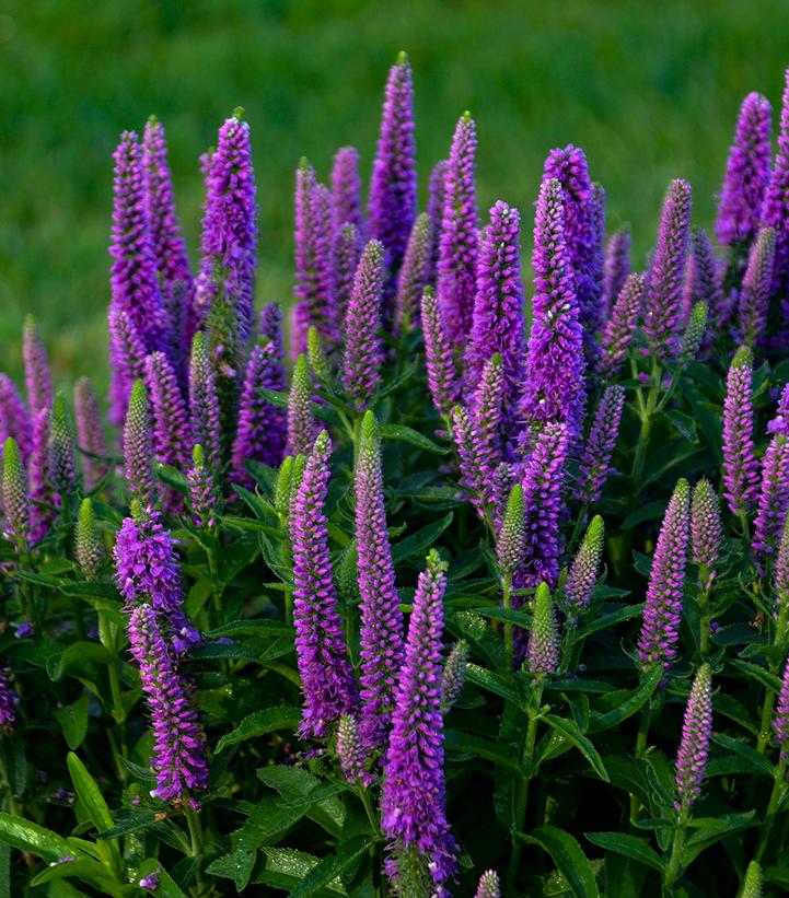 Veronica x Magic Show® 'Purple Illusion'