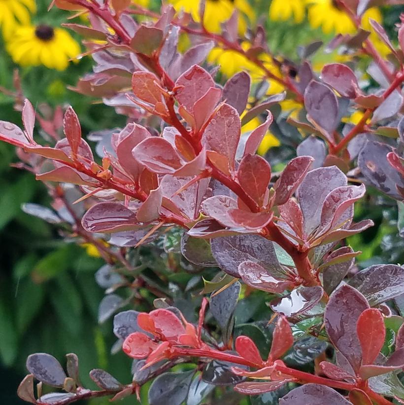 Berberis WorryFree® Crimson Cutie®