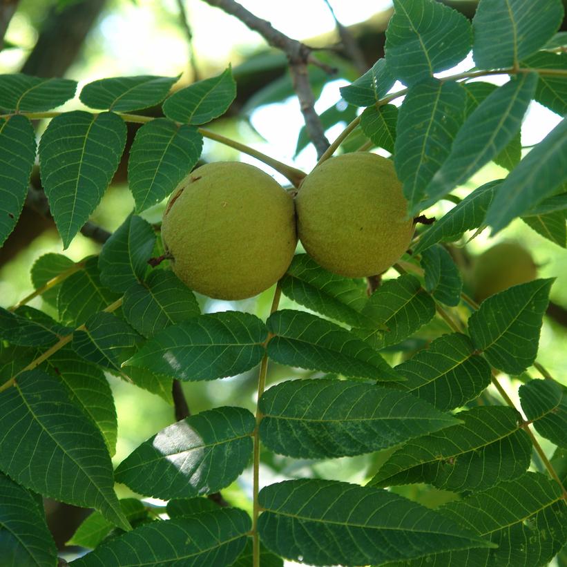 Juglans nigra