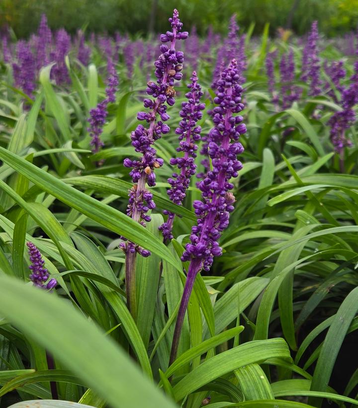 Liriope muscari 'Royal Purple'