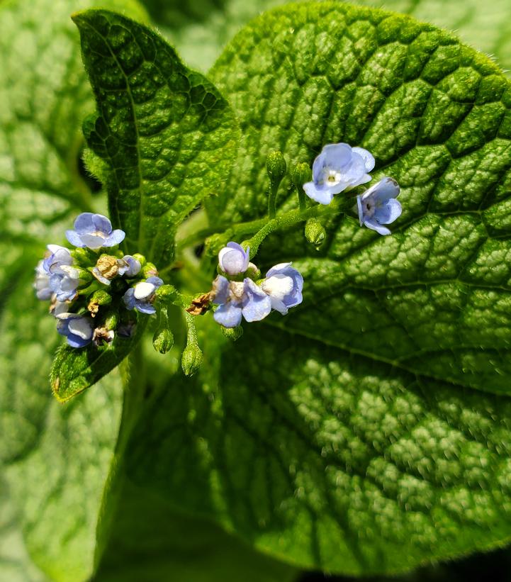 Brunnera macrophylla 'Jack of Diamonds'